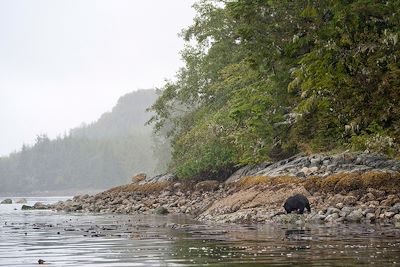Ours noir d'Amérique - Tofino - Ile de Vancouver - Canada