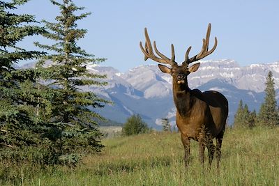 © Donald M. Jones / Minden Pictures / Biosphoto - Wapiti des Rocheuses - Alberta - Canada Wapiti des Rocheuses - Alberta - Canada