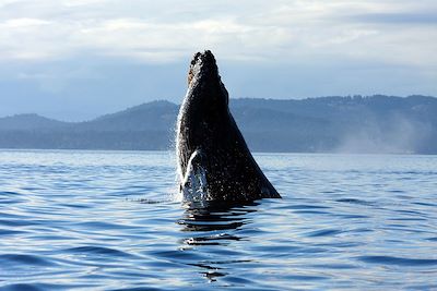 Baleine - Vancouver - Canada