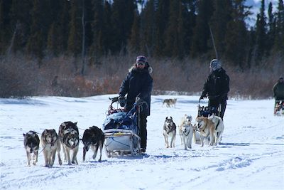 © Cathie Archbould - Chiens de traineau dans le Yukon - Canada Chiens de traineau dans le Yukon - Canada