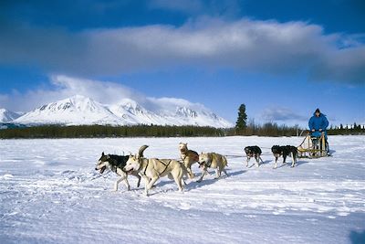 © Sky High Wilderness - Chiens de traineau dans le Yukon - Canada Chiens de traineau dans le Yukon - Canada