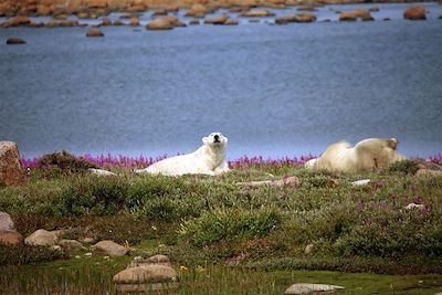 Voyage Manitoba & baie d'Hudson
