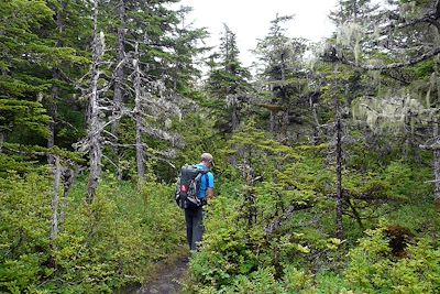 Randonnée dans la  forêt humide - Alaska