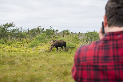 Observation d'un orignal - Terre-Neuve-et-Labrador - Canada