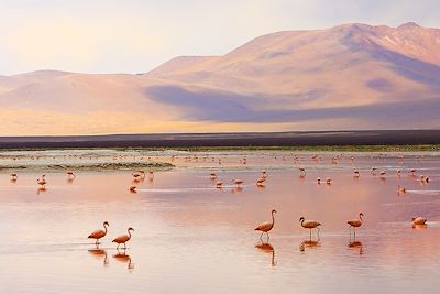 Laguna Colorada - Sud Lipez - Bolivie