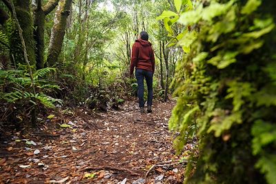 Parc national - Île de Chiloé - Chili