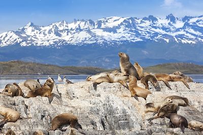 © Sergey Fedoskin / iStock - Otaries à Ushuaia - Patagonie Otaries à Ushuaia - Patagonie