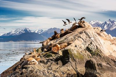 © Angelo D'Amico / Adobe Stock - Lions de mer sur le Canal de Beagle - Ushuaïa - Argentine Lions de mer sur le Canal de Beagle - Ushuaïa - Argentine