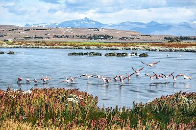 © Alisha / Adobe Stock - Laguna Nimez - El Calafate - Patagonie - Argentine Laguna Nimez - El Calafate - Patagonie - Argentine