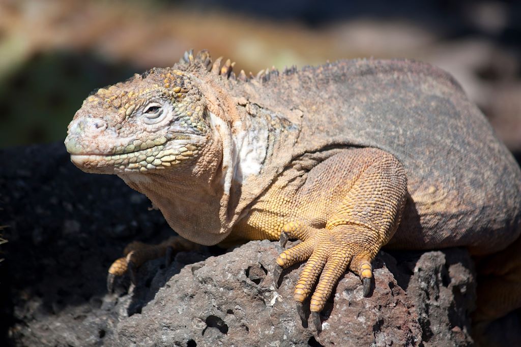 Voyage Ile de Pâques et Galápagos 1
