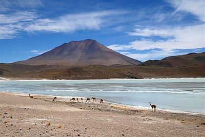 Vigognes - Salar de Chiguana - Bolivie