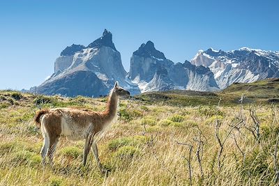 © schame87 / Adobe Stock - Guanaco - Parc national Torres del Paine - Patagonie - Chili Guanaco - Parc national Torres del Paine - Patagonie - Chili