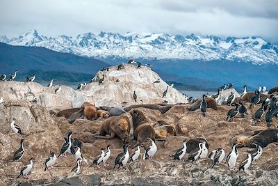 © Xeni4ka / Getty images - Cormoran à ventre blanc colony - Canal de Beagle - Chili Cormoran à ventre blanc colony - Canal de Beagle - Chili