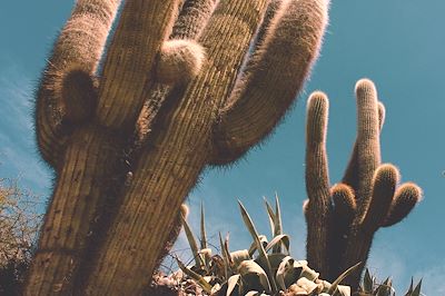 Cactus
