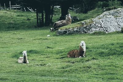 Lama - Carretera Austral - Chili