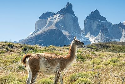 Guanaco - Parc national Torres del Paine - Patagonie - Chili