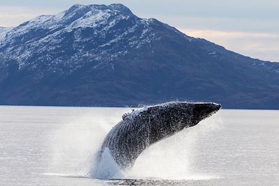 Baleine à bosse - Détroit de Magellan - Patagonie - Chili