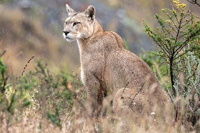 Femelle puma sous la pluie - Patagonie