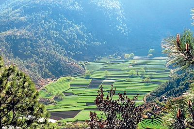 Vers le Mont Haba - Yunnan - Chine