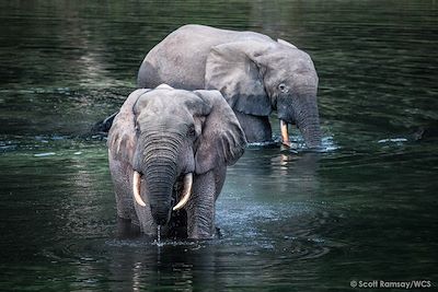 Eléphants - Parc Nouabale Ndoki - République du Congo