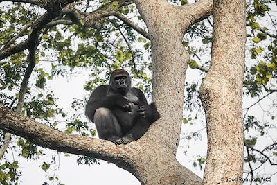 Gorille - Parc Nouabale Ndoki - République du Congo