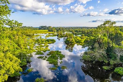 Forêt tropicale - République du Congo 