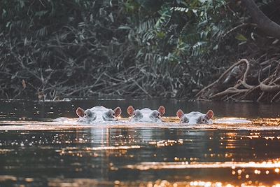 Hippopotames - Fleuve Congo - Congo
