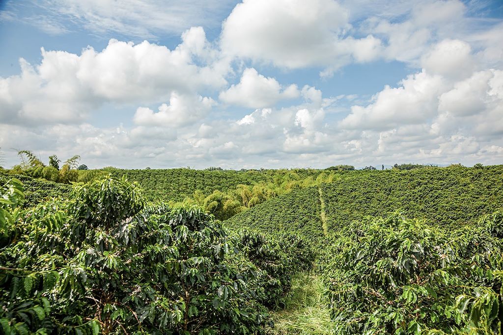 Voyage Arômes de Colombie : région du café et Caraïbes 2