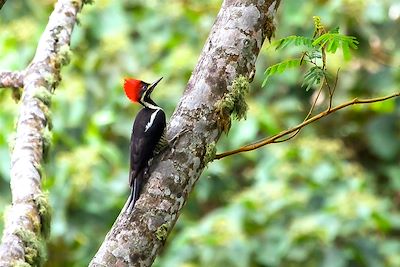 Casa Galavanta - Minca - Colombie