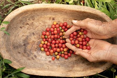 © FranciscoStockLife / Adobe Stock - Paysan récoltant des tomates cerises sauvages dans la région de culture du café en Colombie Paysan récoltant des tomates cerises sauvages dans la région de culture du café en Colombie