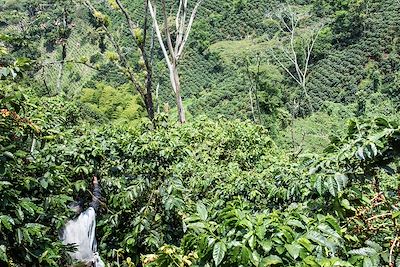 © Amanda Ahn / Alamy / Hemis - Plantation de café - Venecia - Colombie Plantation de café - Venecia - Colombie