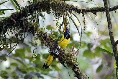 Oiseau tropical - Colombie