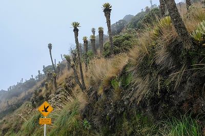 Parc national de Los Nevados - Colombie