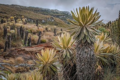 Paysage de Frailejon, près du Nevado del Ruiz, dans le paramo colombien en Colombie
