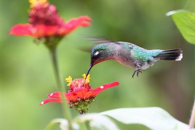 © Valérie Gall - Colibri dans le Parc National Arenal - Costa Rica Colibri dans le Parc National Arenal - Costa Rica