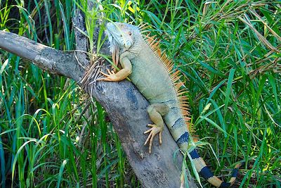 © Thomas Callens - Iguane - Costa Rica Iguane - Costa Rica