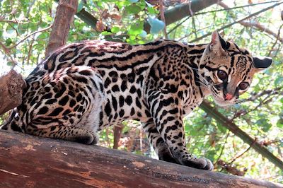 Petit ocelot au centre animalier de Las Pumas - Canas - Costa Rica