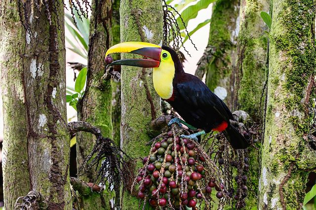 Voyage Cap sur le Corcovado, un nouvel Eldorado 