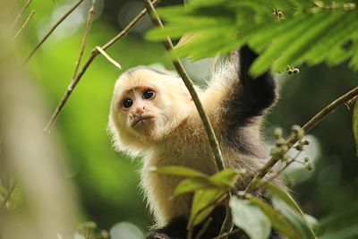 Capucin - Parc national de Tortuguero - Costa Rica