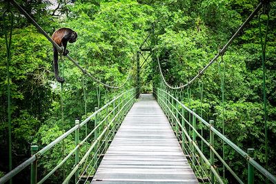 Forêt tropicale de Sarapiqui - Costa Rica