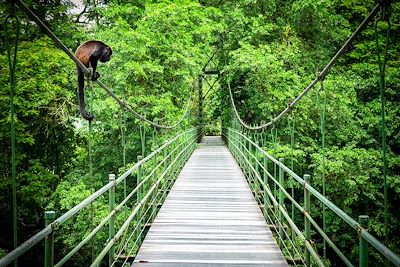 © Jeroen / Adobe Stock - Forêt tropicale de Sarapiqui - Costa Rica Forêt tropicale de Sarapiqui - Costa Rica
