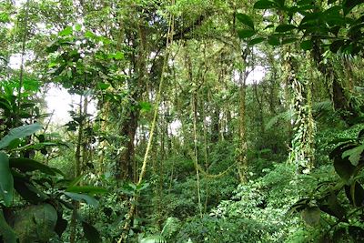 © Romain Cuvelier - La réserve de Monteverde - Costa Rica La réserve de Monteverde - Costa Rica