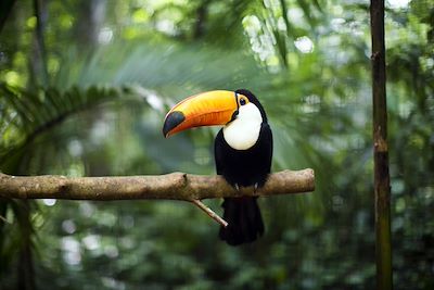 © Dankadanka / iStock - Toucan - Costa Rica Toucan - Costa Rica