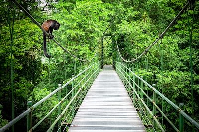 © Jeroen / Adobe Stock - Forêt tropicale de Sarapiqui - Costa Rica Forêt tropicale de Sarapiqui - Costa Rica