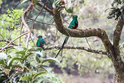 Quetzal - San Gerardo de Dota - Costa Rica