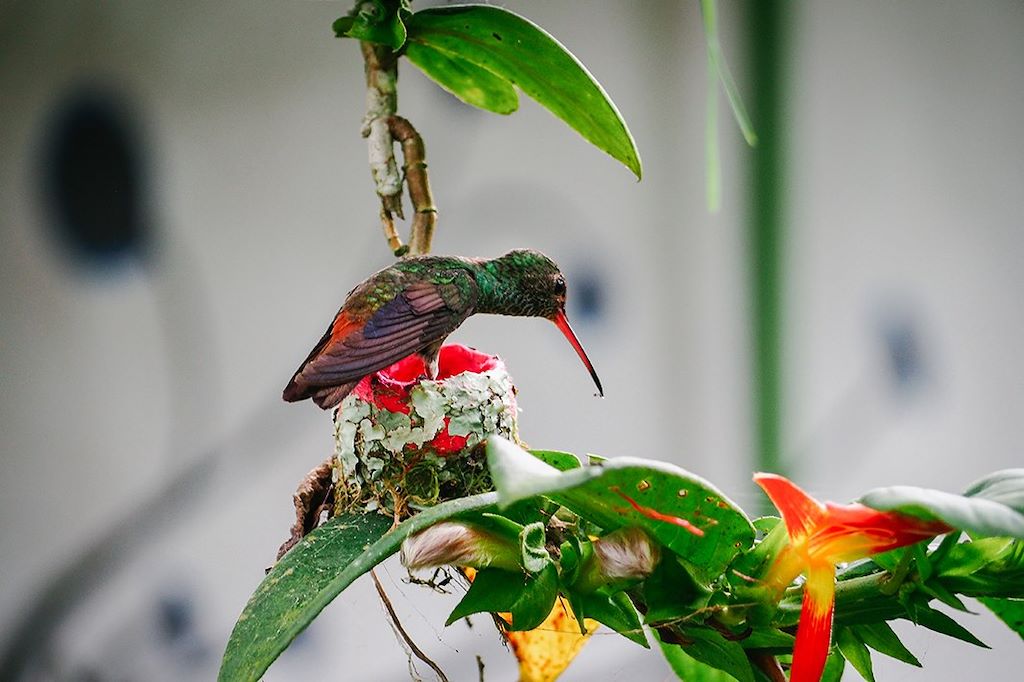 Voyage Safari exotique au Costa Rica