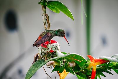 Colibri à Tortuguero - Costa Rica