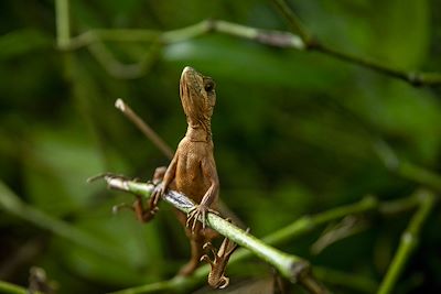 lézard dans le Parque nacional de Cahuita