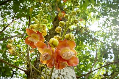 Fleurs d'un arbre Boulet de canon parc national du Corcovado - Costa Rica