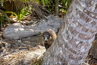 Coatis dans le parc national du Corcovado - Costa Rica